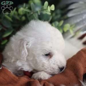 Tiny-Rudolph, Bichon Frise Puppy